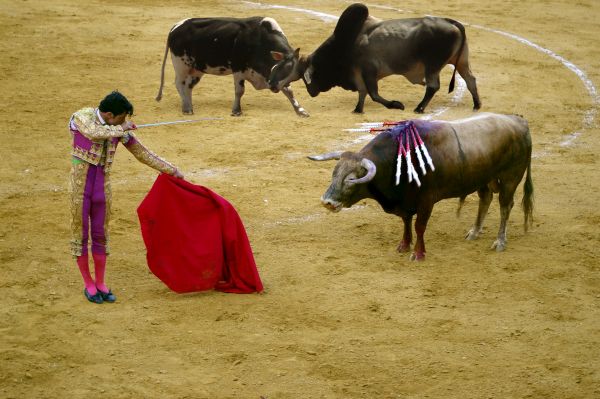 Bullfighting vs Bullfighting